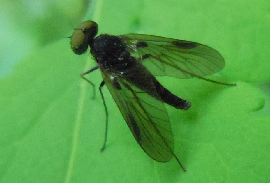 Rhagionidae:  Chrysopilus. cf. splendidus,  maschio